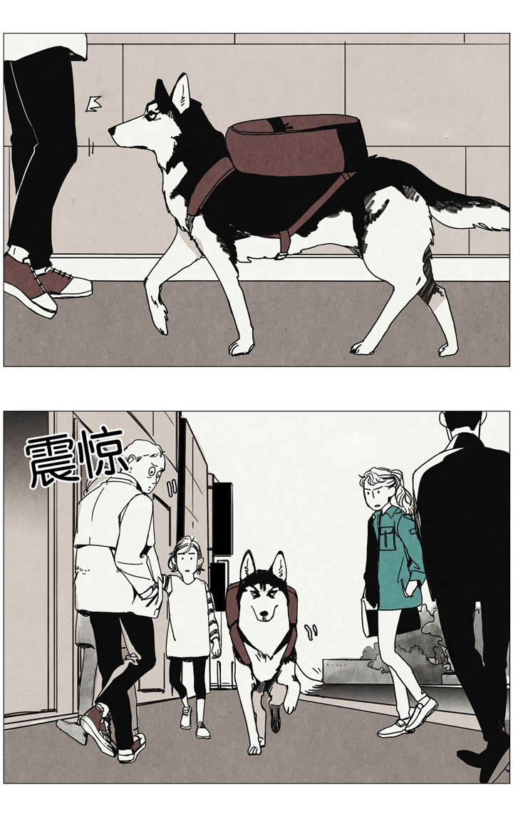 第5话：第5章：狗狗寻家记预览分镜